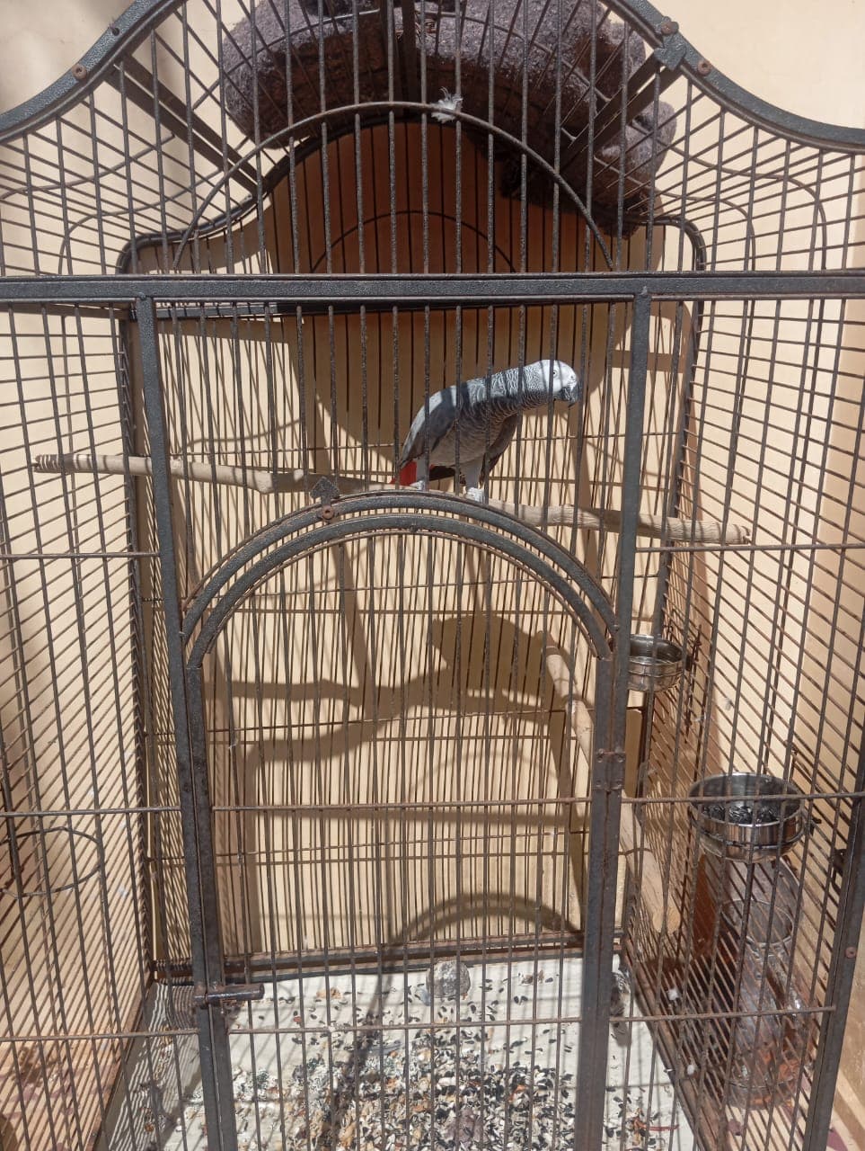 Villa's resident parrot in decorative cage